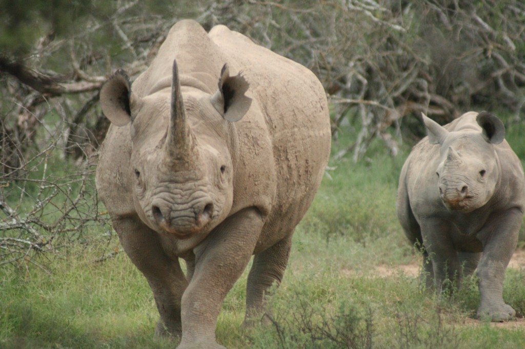 Massive South African Rhino Horn Stockpile Goes on Auction
