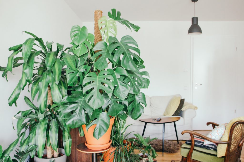 hot to take care of your houseplants