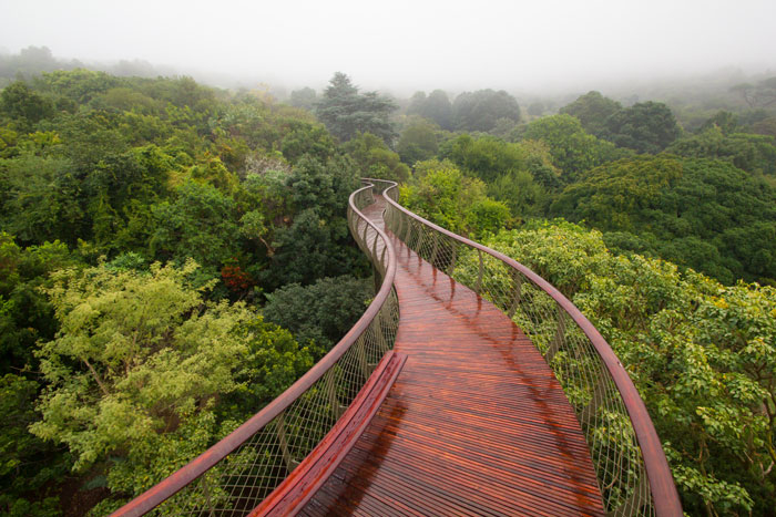 most beautiful object in south africa design indaba, kirstenbosch gardens boomslang