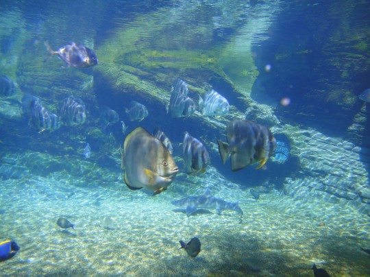 Snorkeling at UShaka Marine World