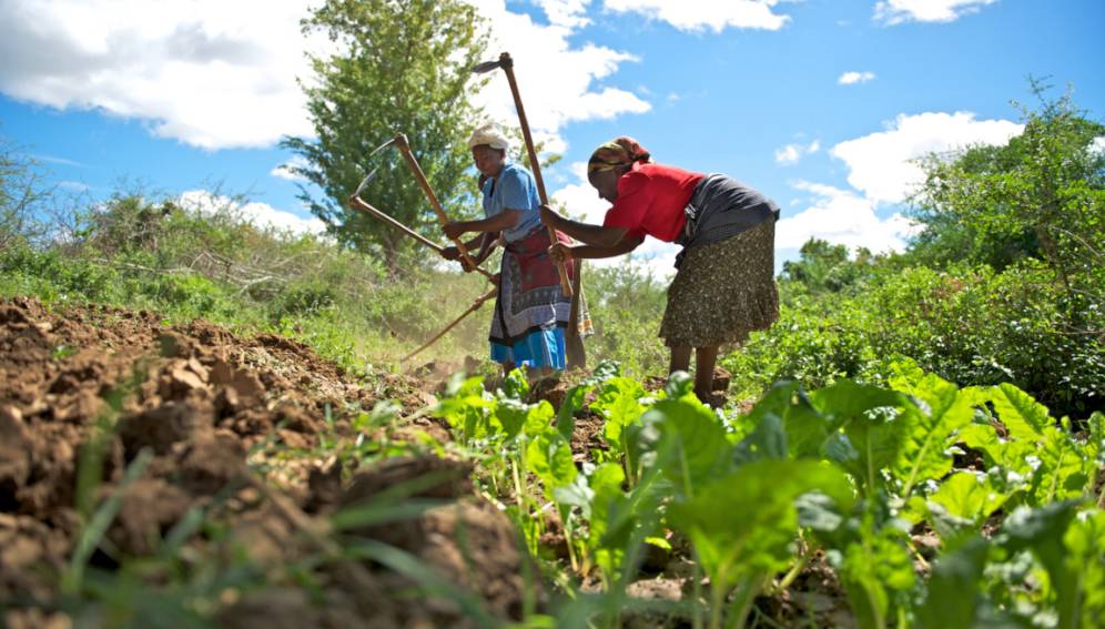 Subsistence farming: Start with a vegetable garden before asking for land