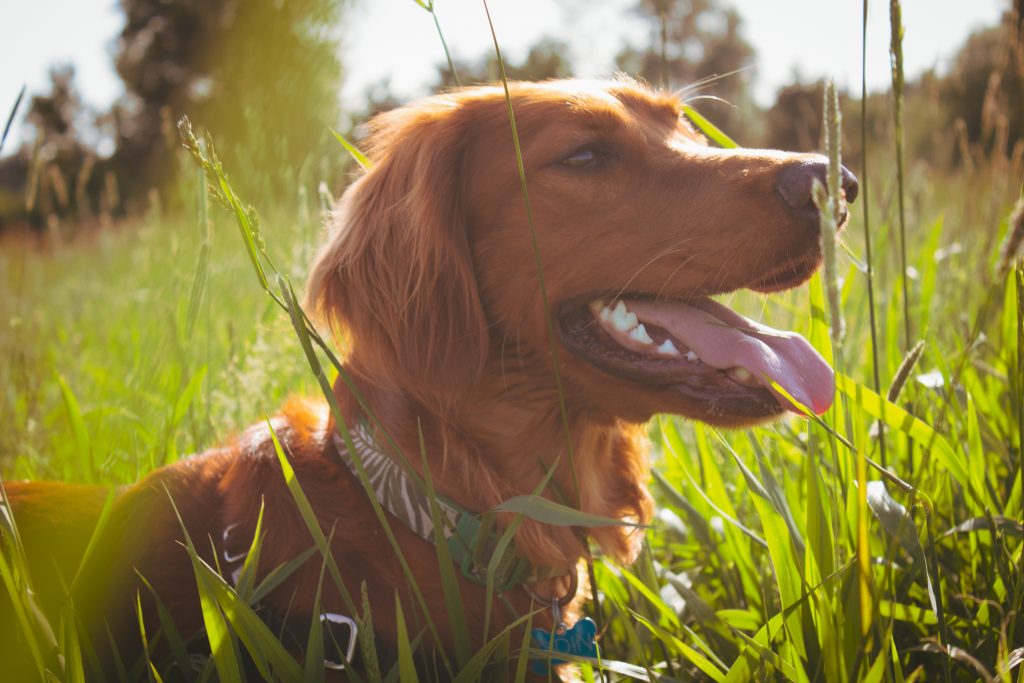 Pet friendly hiking