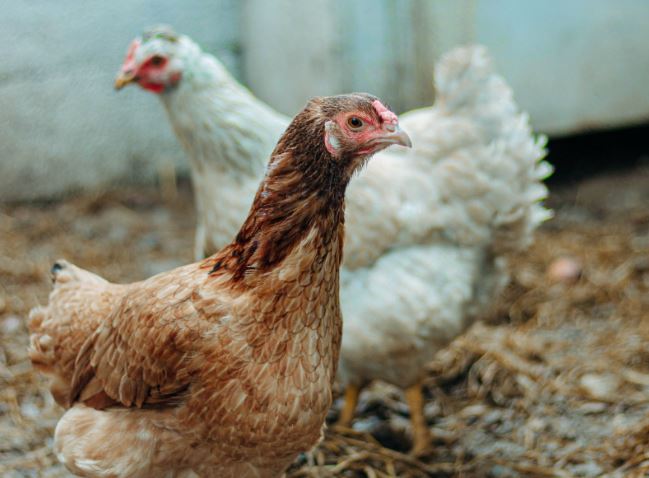 White and brown chickens