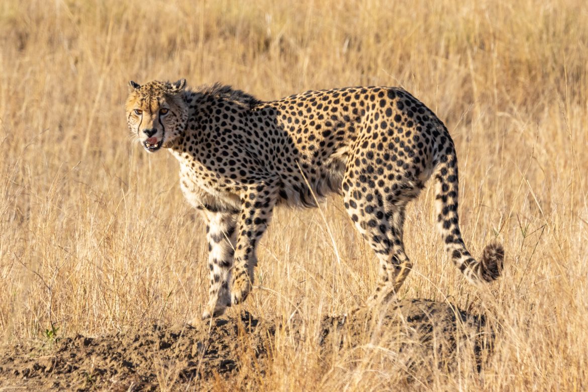 Cheetah/ Pexels