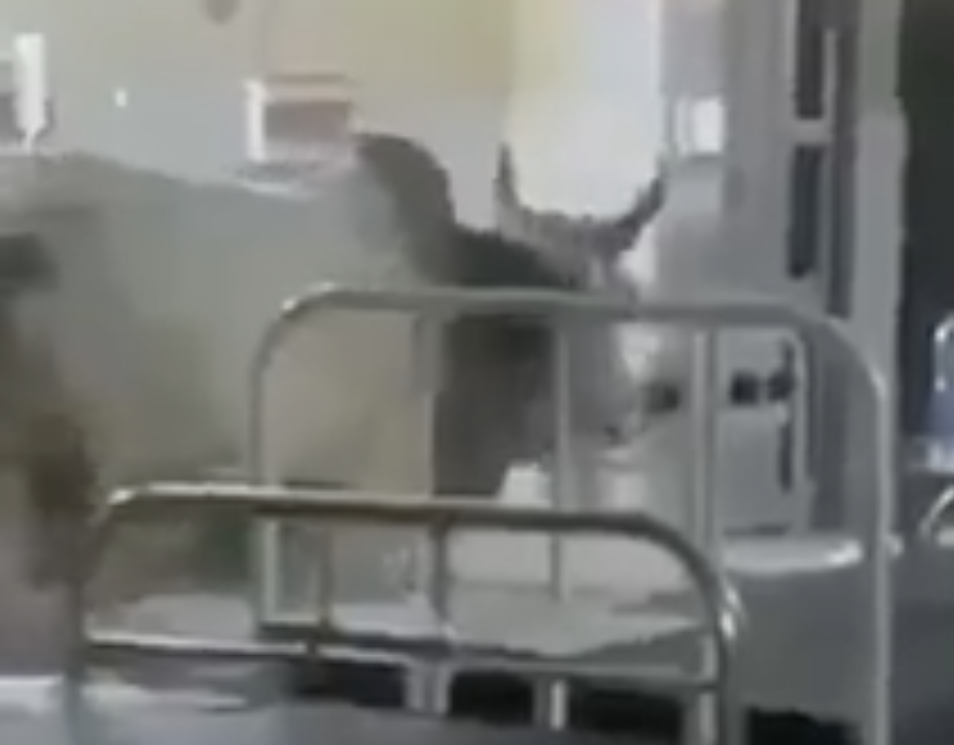 mysterious cow entering hospital