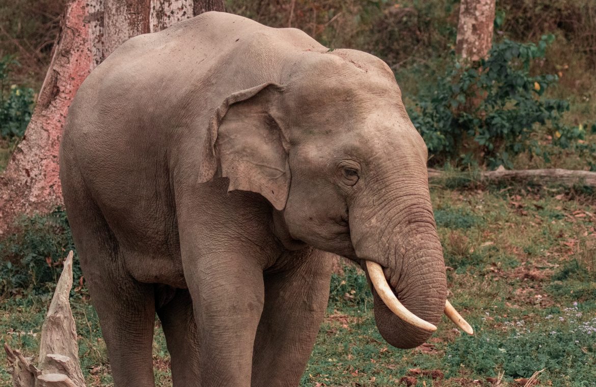 Elephant/ Pexels