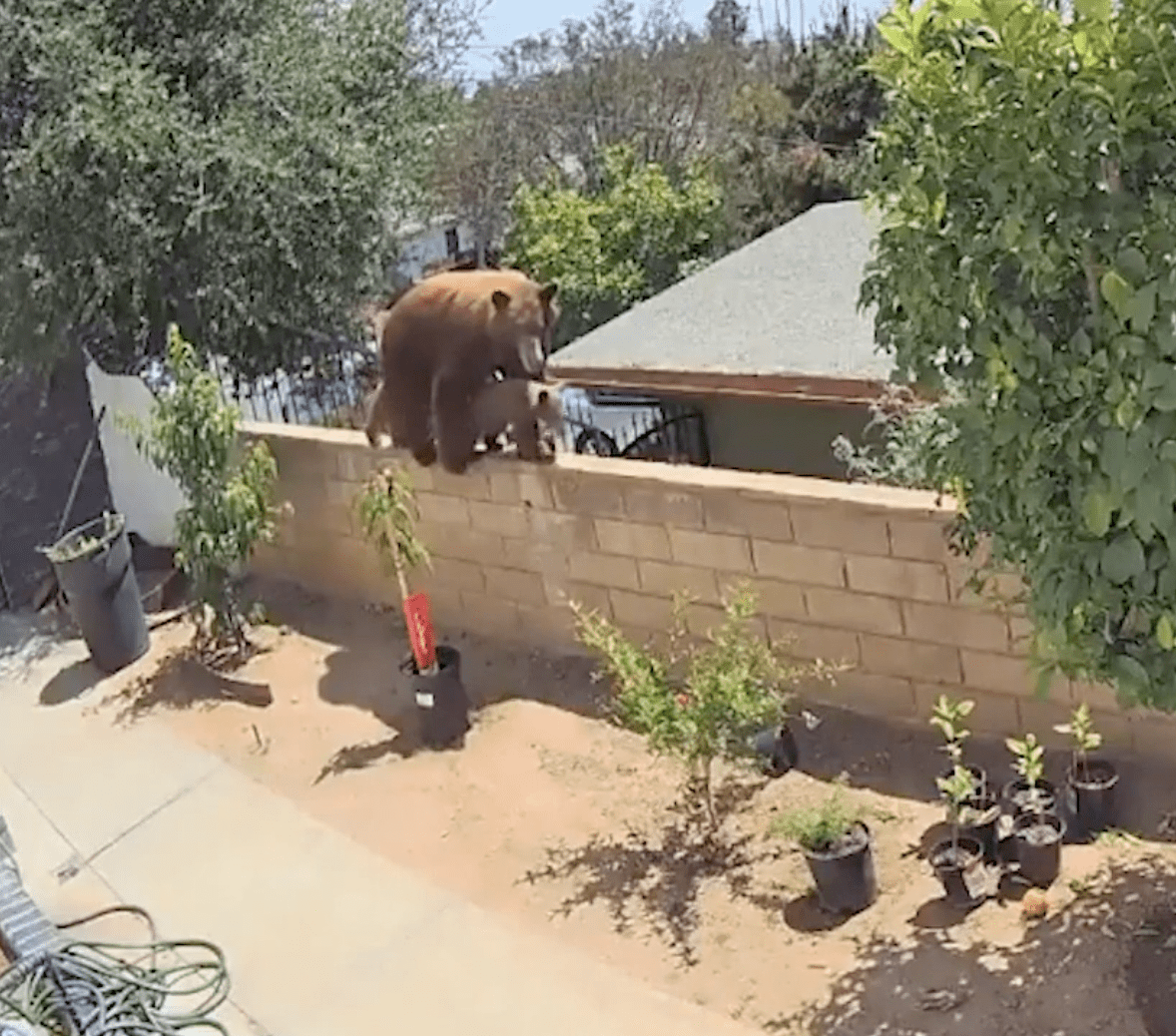 Southern California girl shoves bear off her wall KAYA 959