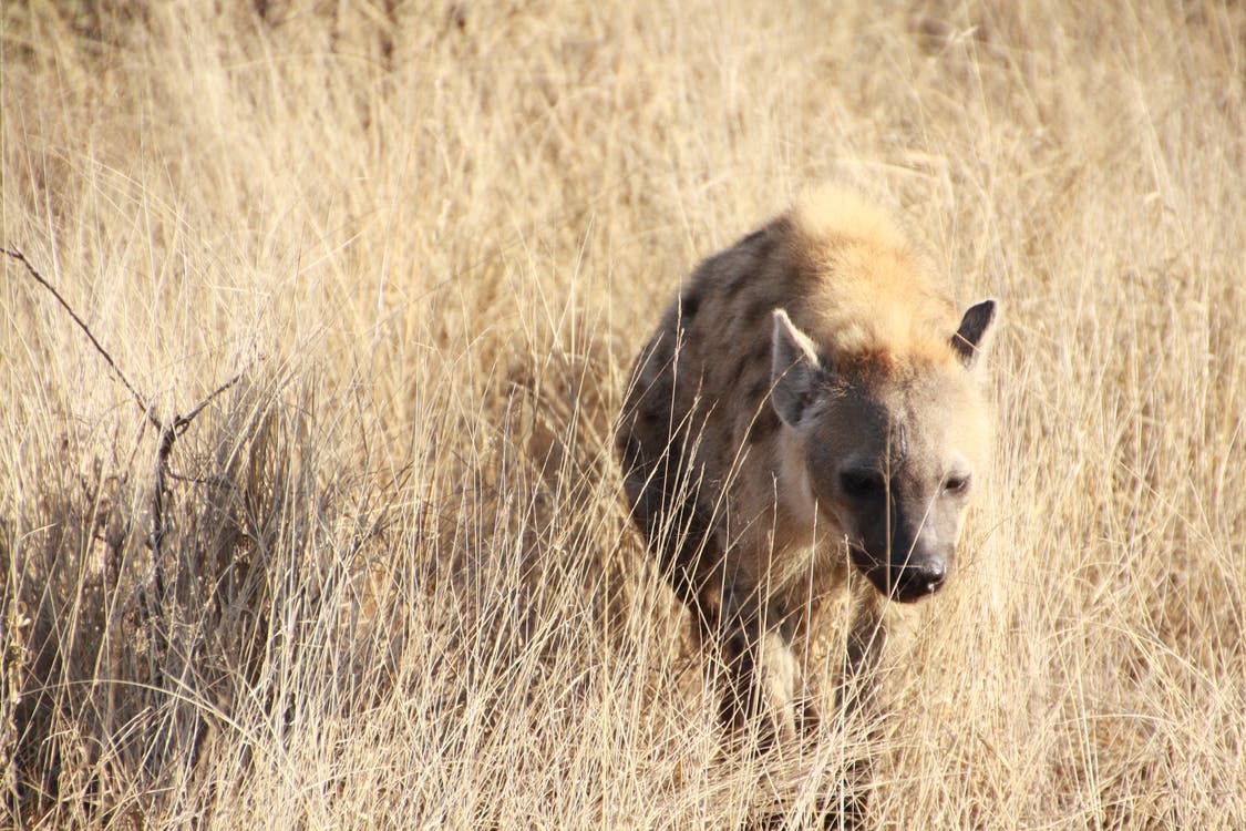 Hyena