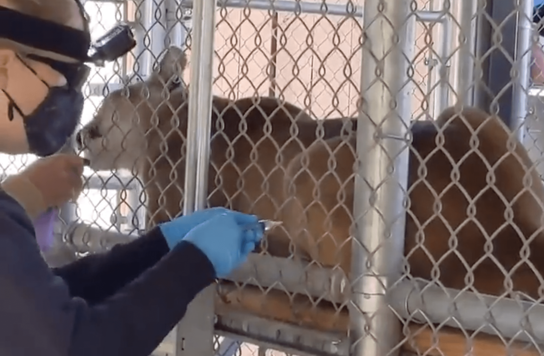 WATCH: Animals are being vaccinated for COVID 19