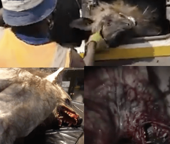 WARNING GRAPHIC: What we know about 'werewolf' spotted in South Africa