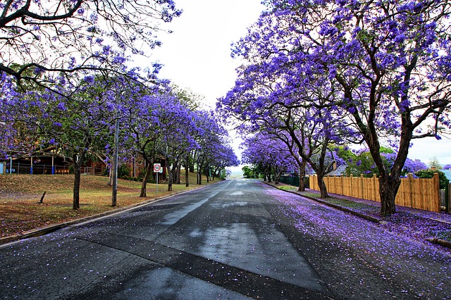 Jacaranda trees