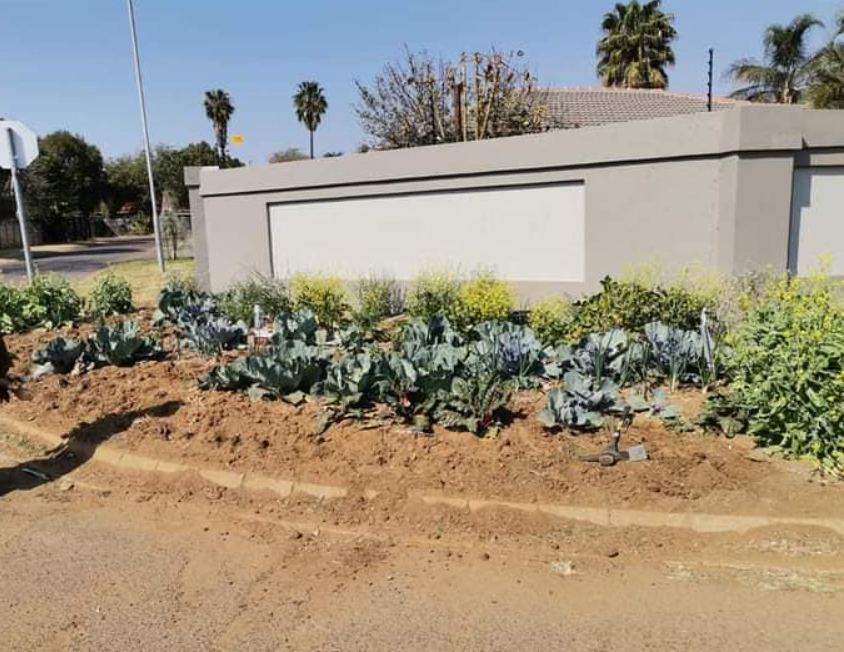Man growing cabbage/ FB