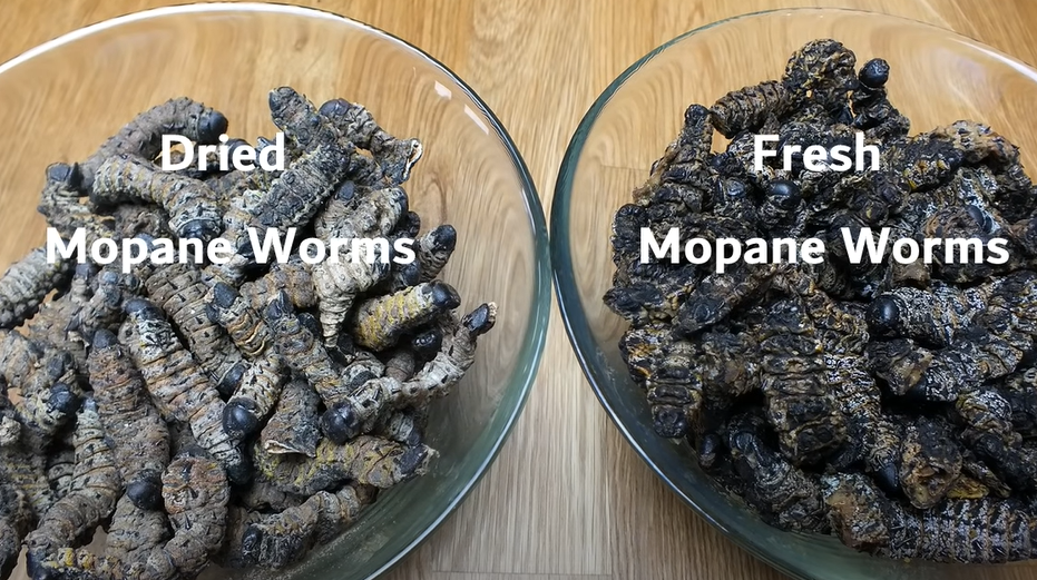 Mopane worms/ YouTube screenshot