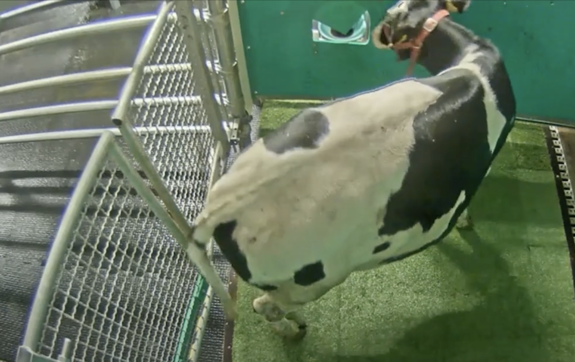 Cows trained to use toilet to help reduce greenhouse gas emissions
