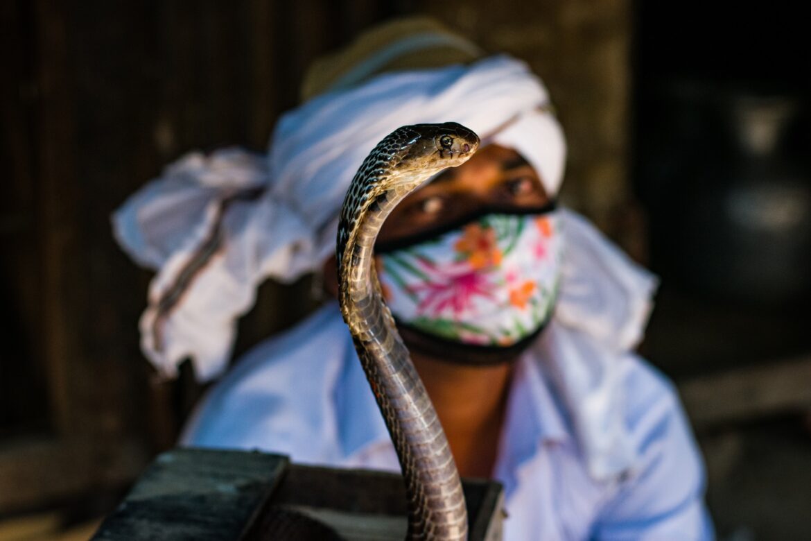 Killing wife with cobra