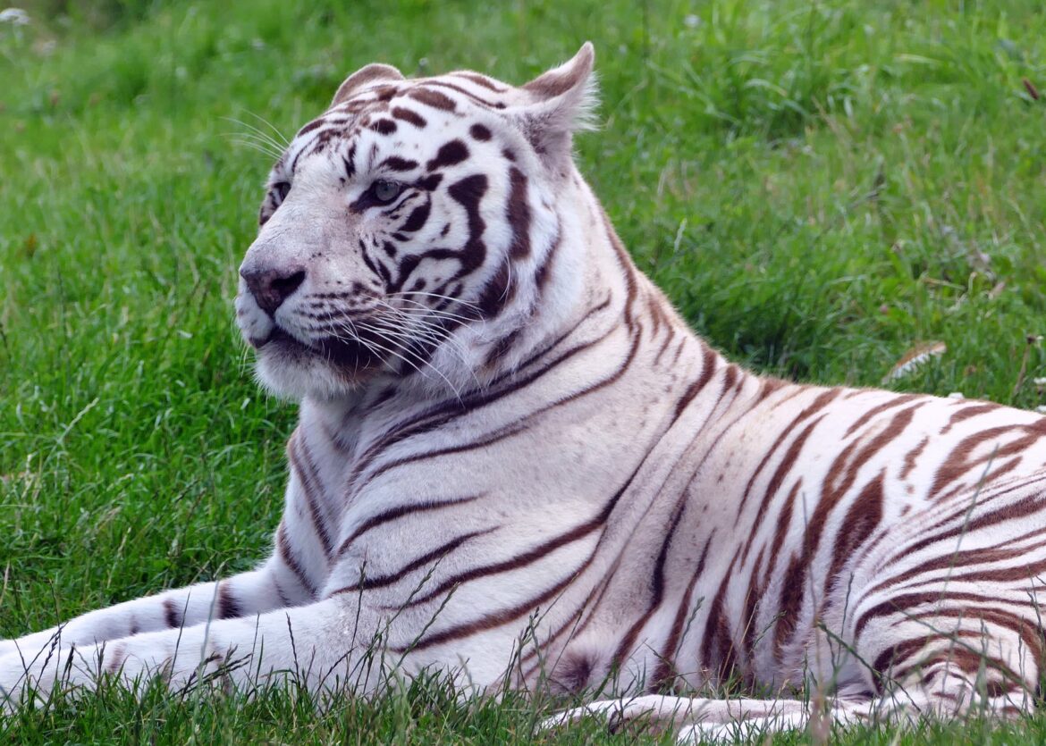 White tiger exotic animal pet