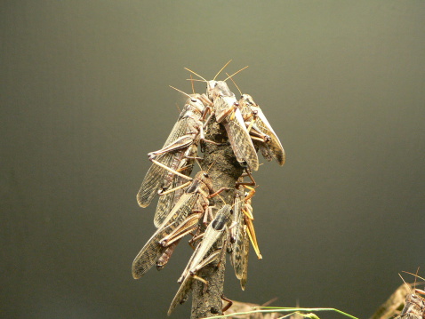 Locust invasion