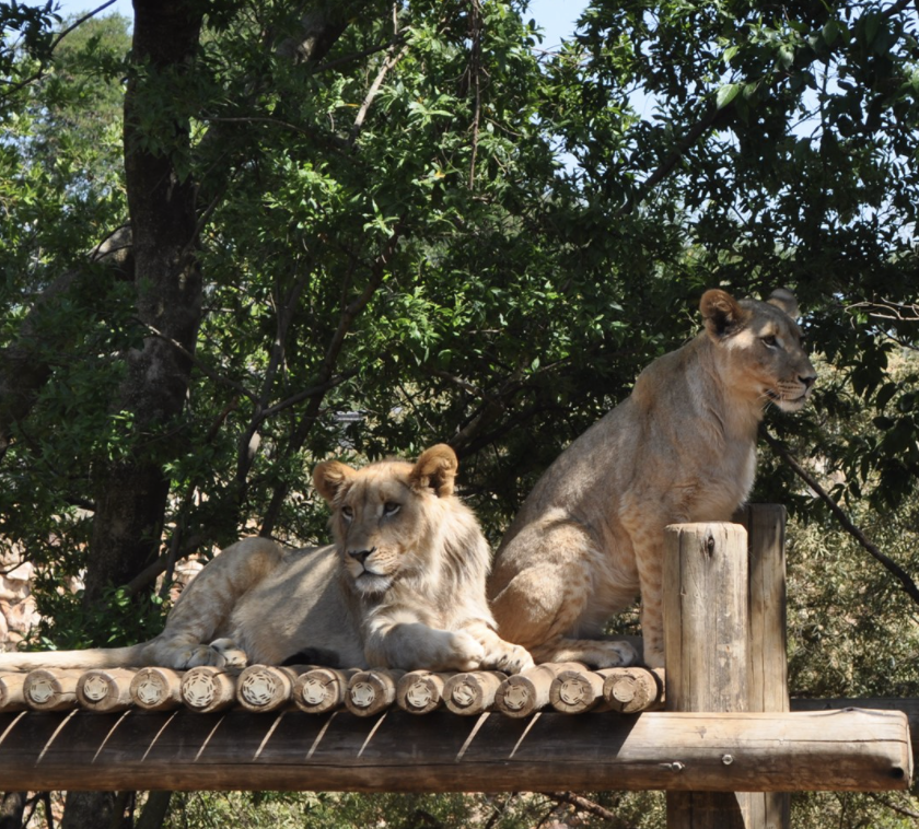 Joburg Zoo Lions