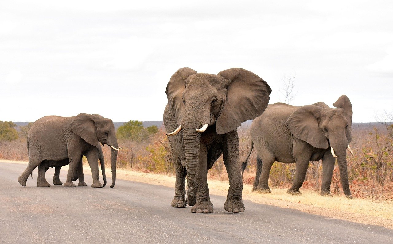 SANParks announces that the Kruger National Park will receive a R370 million upgrade