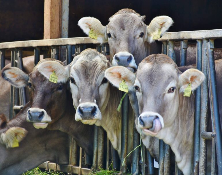 Gauteng to restrict livestock movement as foot and mouth disease continues to rise