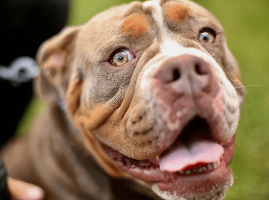 pit bull
