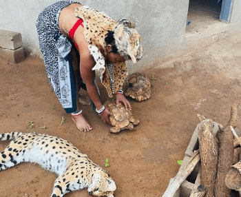 cheetah and tortoises