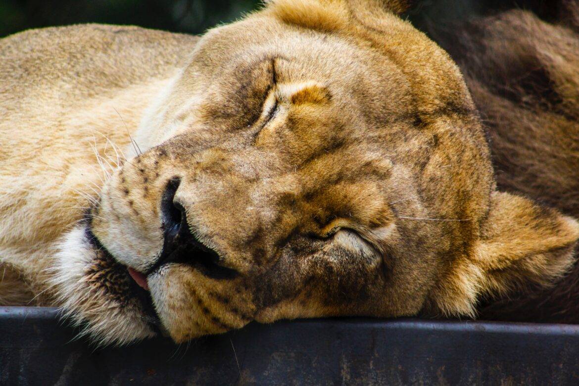 escaped lioness shot