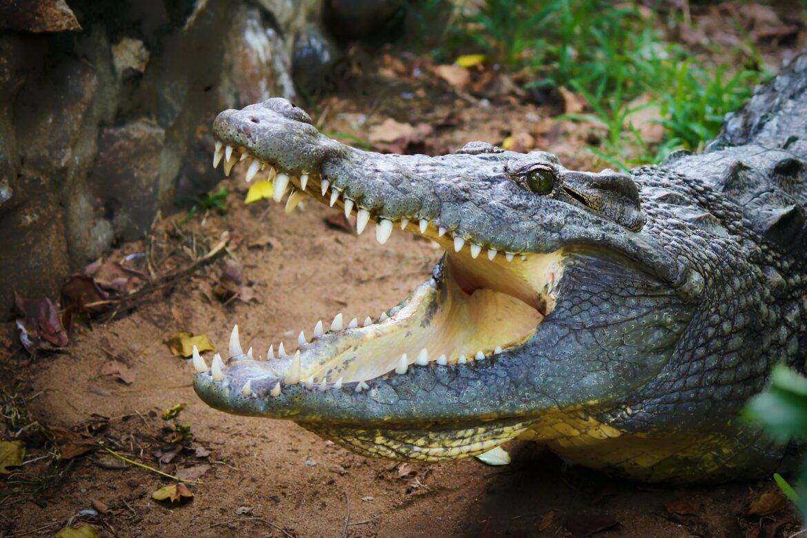 mouth of alligator