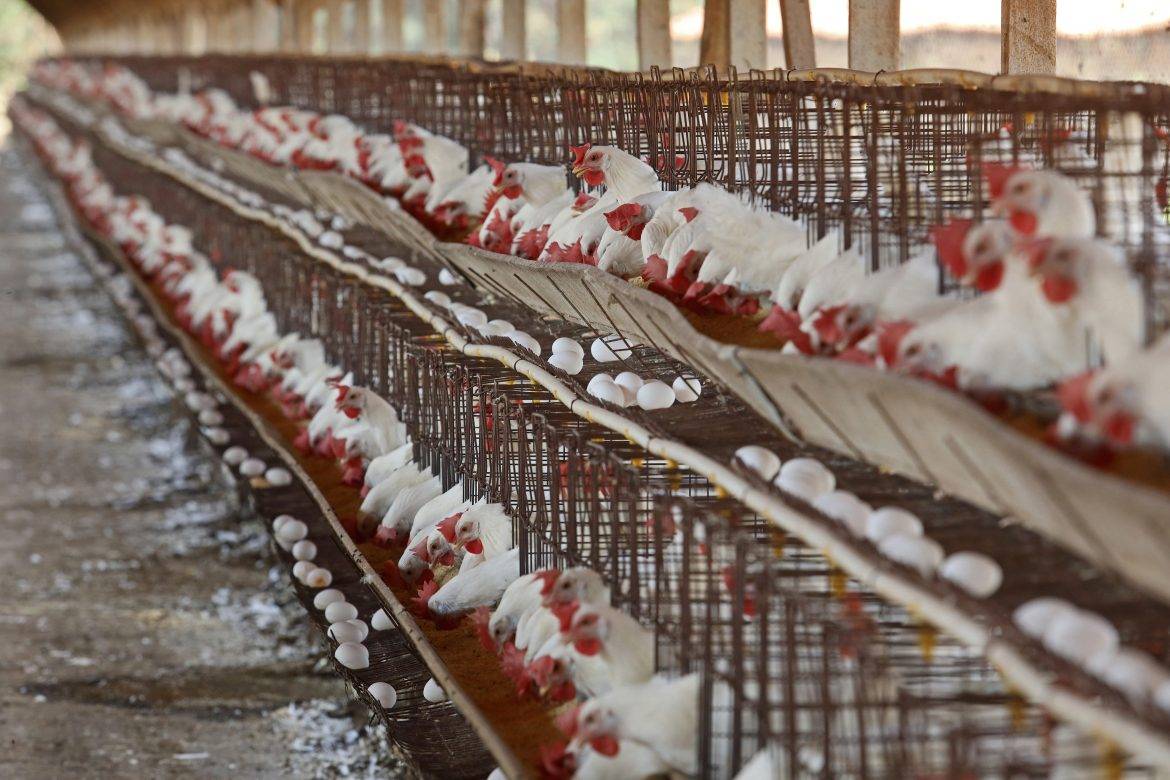 SA's biggest poultry producer