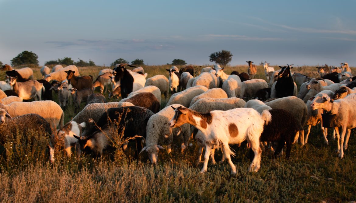 stolen sheep and goats