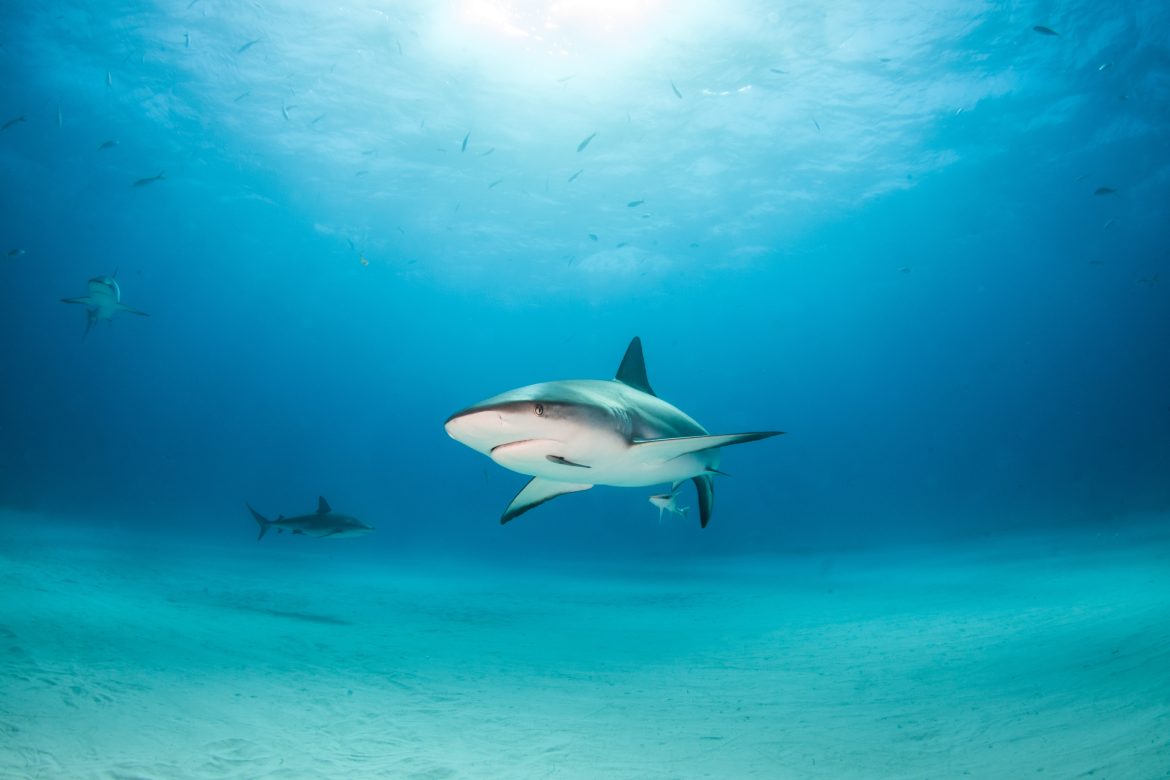 sharks in Brazil