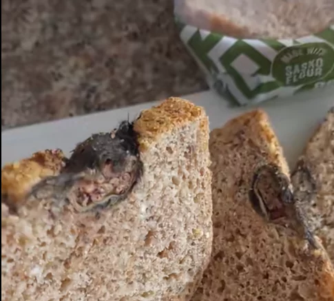 rat baked into loaf of bread
