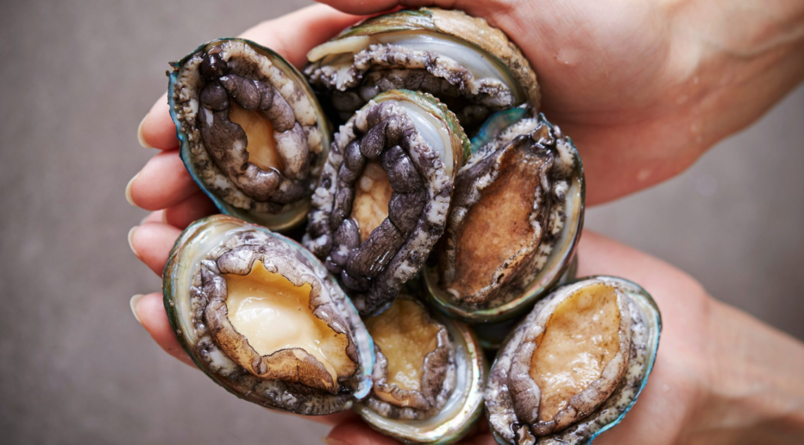Abalone in man's hands