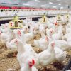SA bans poultry imports from Brazil after H5N1 bird flu outbreak
