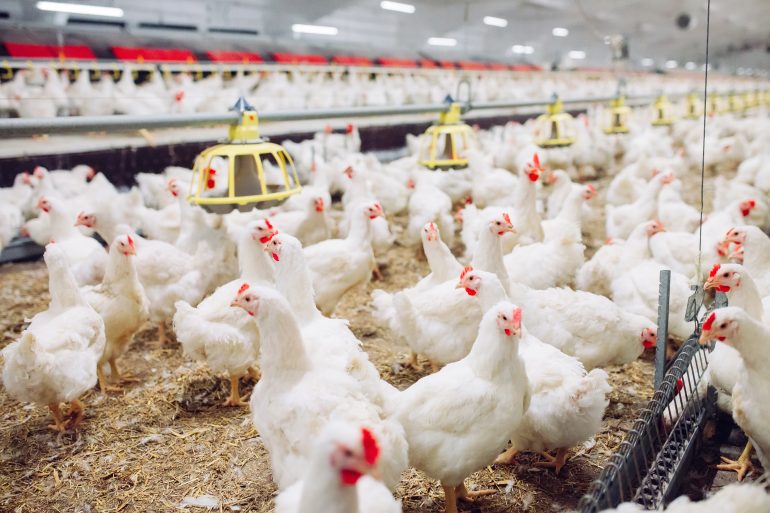 SA bans poultry imports from Brazil after H5N1 bird flu outbreak