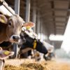 Agriculture Minister John Steenhuisen says livestock smugglers will face the music