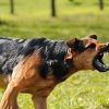 Toddler tragically killed by group of dogs in Ekurhuleni