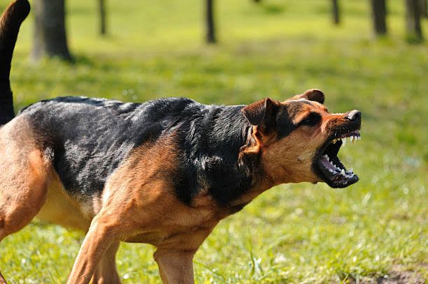 Toddler tragically killed by group of dogs in Ekurhuleni