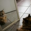 WATCH: When animals see themselves in a mirror for the first time