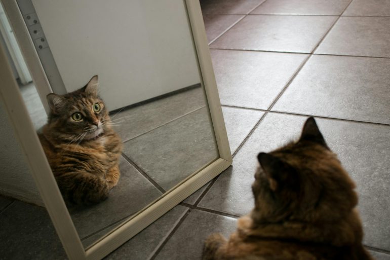 WATCH: When animals see themselves in a mirror for the first time