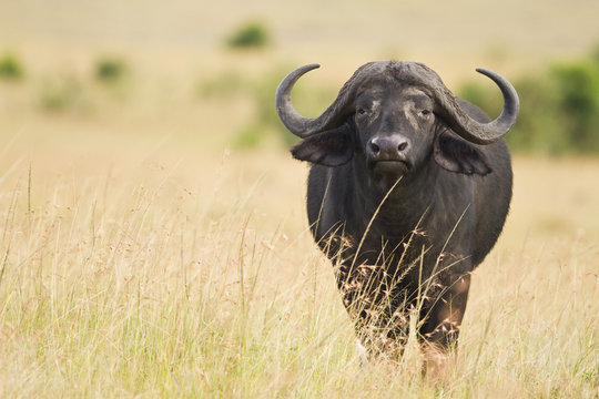 American millionaire killed by Cape buffalo in Limpopo