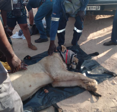 Loose lion captured in Limpopo and relocated to Kruger National Park on Heritage Day