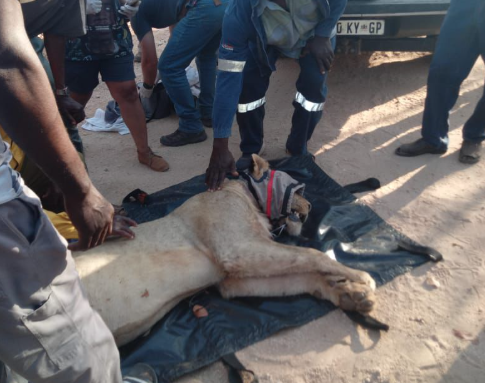 Loose Lion Captured in Limpopo After Livestock Attacks, Relocated to Kruger National Park