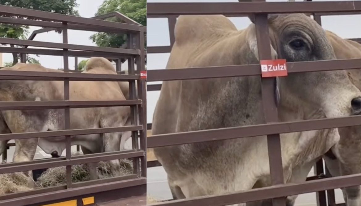 Modern lobola? Zulzi’s new cow delivery service divides opinions