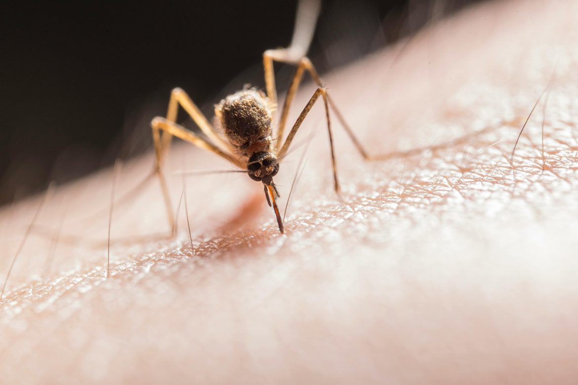 Three mosquitoes discovered in Iceland, the country's first ever
