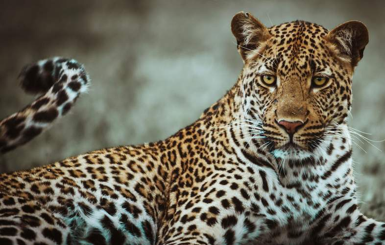 Residents urged to practice caution as there's a leopard on the loose in the Free State 