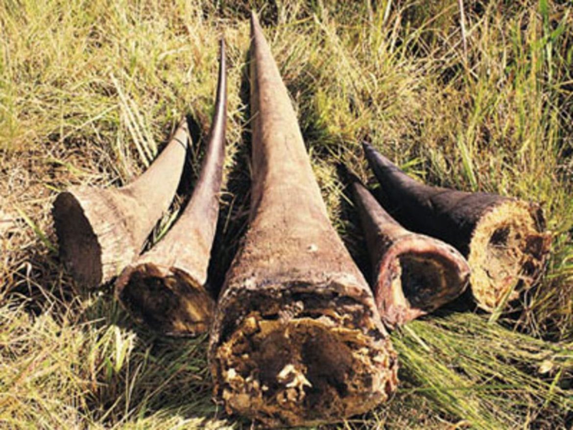 Suspect linked to rhino poaching arrested at airport before boarding flight to Singapore