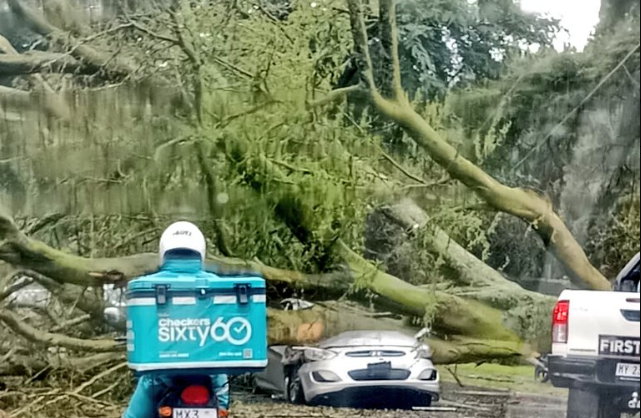 Fallen tree blocks major Randburg route, motorists urged to avoid area