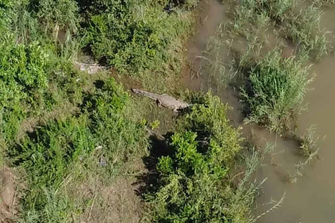 SAPS praises captain after crocodile operation reveals suspected human remains