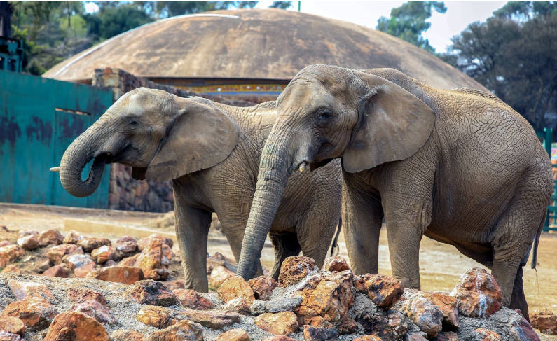 Calls grow for Joburg Zoo to release its elephants from captivity